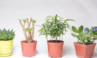 蓟类植物有哪些 蓟类植物有哪些?