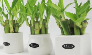 办公室龙竹富贵竹养几支最旺运 办公室富贵竹养几根才最旺财