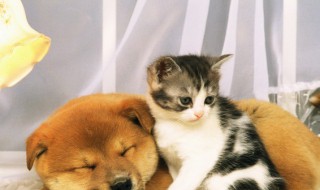 办狗证有什么用 办狗证有什么用,狗盗了也不会去找