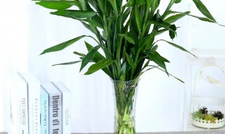 转运竹家里养几支最旺运（转运竹养几支最旺财）