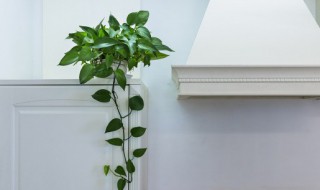 好养的水培植物有哪些 适合家养的水培植物有哪些