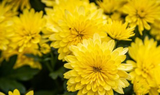 多年生草本植物有哪些（多年生草本植物有哪些品种）