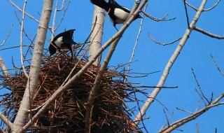 看到一对喜鹊做窝有什么兆头（看见喜鹊做窝好不好）