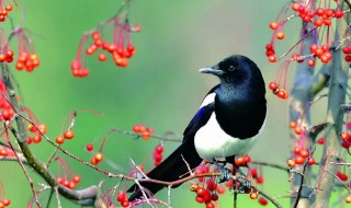 早晨喜鹊叫有什么兆头（喜鹊叫代表什么兆头）