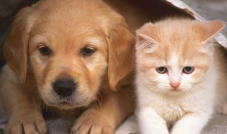 捡到小狗有什么兆头（捡到一只狗有什么预兆）