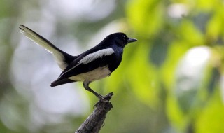 鹊鸲叫有什么兆头 鹊鸲在家门口叫是什么意思