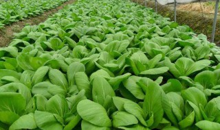 高海拔适合种植什么蔬菜（高寒地区适合种什么蔬菜）