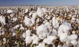 棉花是什么时候传入中国的 棉花是什么时候传入我国的