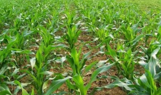 玉米是什么时候传入中国的 玉米是什么时候传入中国的朝代