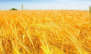 小麦是什么时候传入中国的（小麦是什么时期传入中国的）