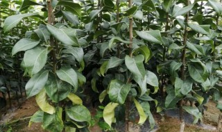 果树苗施什么肥比较好（果树幼苗施什么肥好）