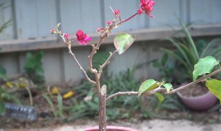 一般的三角梅什么时候插枝（三角梅多长时间才开花）