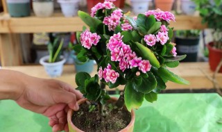 长寿花开花时可以施肥吗（长寿花开花后能施肥吗）