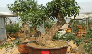 盆栽桂花不开花的原因及解决方法（盆栽桂花不开花的原因及解决方法图片）