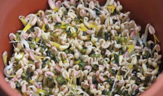 豆芽怎样发（豆芽怎样发的又短又粗）