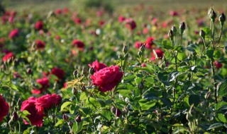 玫瑰适合什么土壤 玫瑰需要的土壤