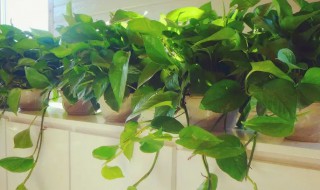 绿萝根部腐烂怎么办 绿萝根部腐烂了怎么办