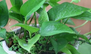 绿萝怎么繁殖 绿萝怎么繁殖?