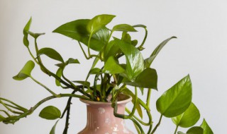 绿萝怎么剪枝水培（剪绿萝枝条水培应怎样剪）