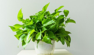 怎么让绿萝长藤 怎么让绿萝长藤快