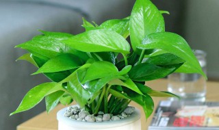 绿萝分盆怎么分 绿萝分盆怎么分盆视频