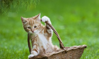 猫咪不爱喝水怎么办（猫咪不爱喝水怎么办?教你十条小妙招）