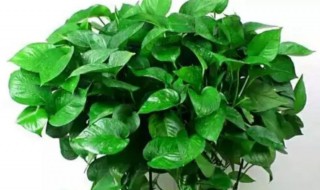 绿萝怎么换盆换土 绿萝怎么换盆换土图解