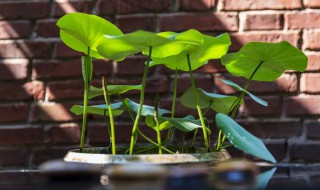 碗莲冬季怎么养 盆栽碗莲怎样过冬