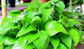 绿萝剪枝怎么剪（绿萝剪枝怎么剪变茂盛）