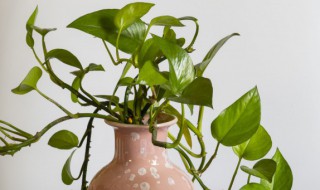 水培绿萝烂茎怎么办（水培绿萝烂根了怎么办）