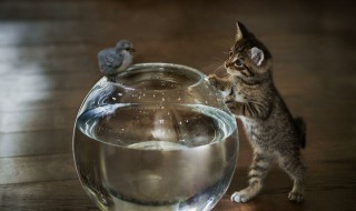 家里适合养什么小动物 家里适合养什么小动物寿命长