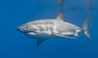 鲨鱼喜欢吃什么食物（鲨鱼吃什么鱼食）