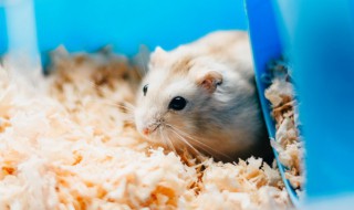 仓鼠吃什么食物最好 仓鼠吃什么食物最好喝什么水最好住什么家最好