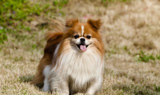 男生适合养什么狗（男生适合养什么狗小型）