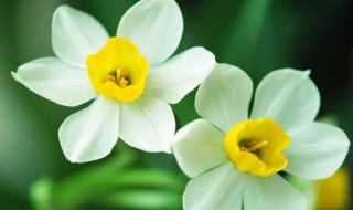 火命的人适合养什么（天上火命的人适合养什么）