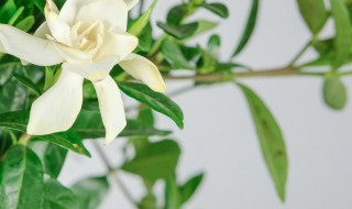 栀子花的养殖方法 栀子花的养殖方法和注意事项