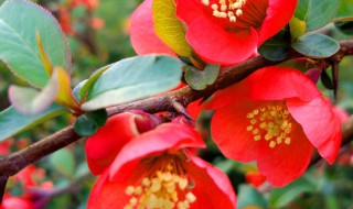 长寿冠海棠花冬季的养殖方法（长寿冠海棠花的养殖方法冬季怎样养护）