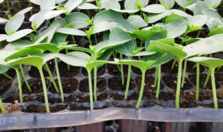 水培黄瓜花的养殖方法 黄瓜水培种植技术