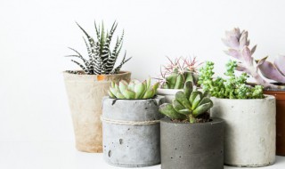 多肉植物施什么肥好 多肉植物怎么施肥,施什么肥