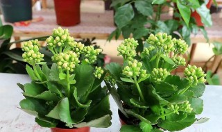 长寿花的养殖方法 长寿花的养殖方法和栽培