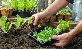 黄花菜的种植方法 黄花菜的种植方法及注意事项