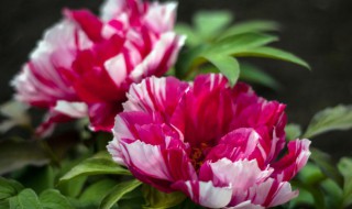 牡丹花的养殖方法和注意事项 牡丹花的养殖方法和注意事项 盆栽