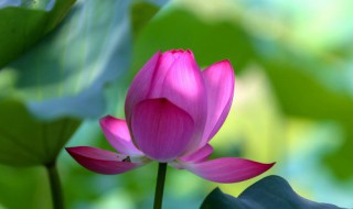 火命适合养什么花 火命是不是不适合养花