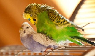 虎皮鹦鹉吃什么食物 虎皮鹦鹉吃什么食物能下蛋