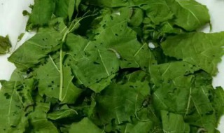 蚕蛾吃什么食物（蚕蛾吃什么食物?）