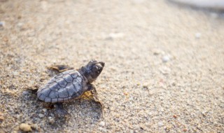 北方适合养什么陆龟（北方适合养什么龟作为宠物）