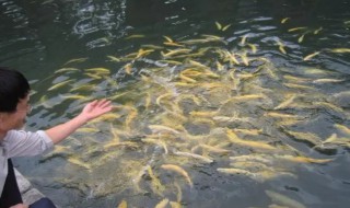 冷水适合养殖什么鱼（适合养殖的冷水鱼）