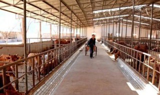 小型养殖适合养什么（小型养殖养什么比较好）