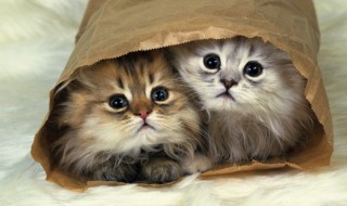 古风宠物名字(古风宠物名字 男)