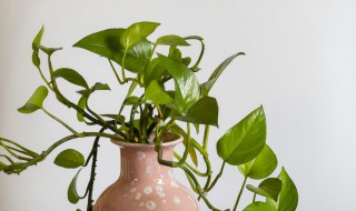 绿萝花叶子变红怎么回事 绿萝花叶子黄了